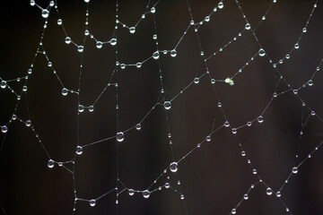 spider web with dew drops
