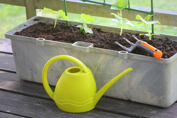 Wall Mural - Container vegetables gardening. Vegetable garden on a terrace. Cucumber growing in container