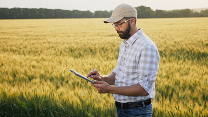 A man with a beard wears a cap and glasses, works with a digital tablet in a wheat field.