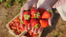 Top View Farmer Woman Hands Holding A Freshly Picked Bright Red Strawberry Harvested On The Field. Close-up Of Tasty Juicy And Healthy Summer Berries