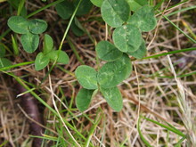 Four Or Six Leaf Clover