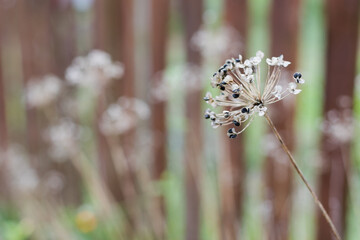 Dried Agapanthus seed head