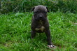 © kader - CHIOT AMSTAFF - STAFFORDSHIRE TERRIER AMERICAIN