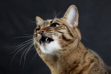 Snarling / Growling Tabby Cat Shows Dangerous Teeth. Selective Focus