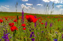 Red Poppy Fields Are At Natural Habitat
