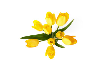 Wall Mural - Yellow tulips in vase isolated on white background.