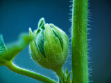 Fototapeta Tulipany - 6月の植物