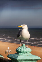Standing Sea Gull At Brighton Sea Front