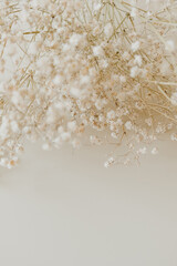 Closeup of gypsophila flowers bouquet on neutral beige background