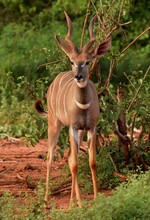 Greater Kudu Antelope In The Wild