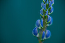  Lupine Flower. Macro Photo Of A Lupine. Lilac Wild Flower