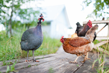 Wall Mural - A beautiful grey speckled Guinea fowl walks on the wooden decking in the garden