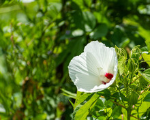 Swamp Rose Mallow.  Open In The Bright Morning Sunshine In A Louisianan Swamp
