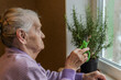 © Cliff - An old woman scissors cuts a rosemary home plant, which is standing in a pot on the window