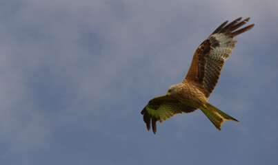 Wall Mural - red kites flying with a blue sky background