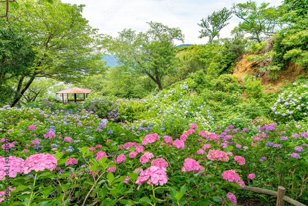 静岡県下田市下田公園のあじさい Cuadros Canvas