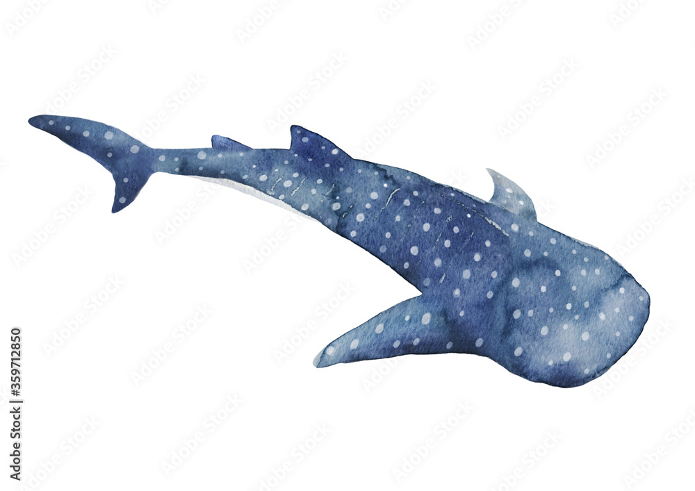 ジンベイザメ 水彩イラスト Stock Illustration | Adobe Stock