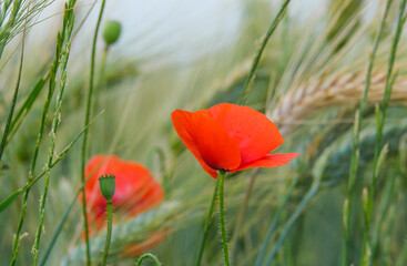 Wall Mural - red poppy in wheat field