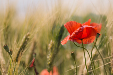 Wall Mural - red poppy in wheat field