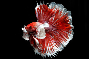 The Siamese fighting fish (Betta splendens) also known as the betta. Thailand's council of ministers confirmed 