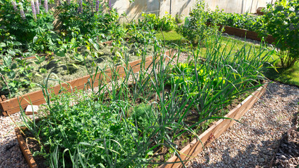 Raised  diy wooden bed top view . Growing vegetables according to the principles of ecological farming. Growing onions, garlic, arugula in the raised beds in summer.