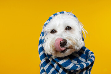 Wall Mural - Puppy dog summer wrapped with a blue striped towel linking its lips with tongue out. Isolated on yellow background.