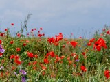 Fototapeta Kwiaty - Mohnblumen auf dem Feld