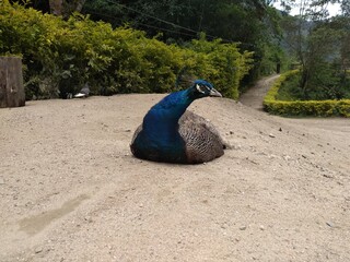 Pavo real en Santa Barbara