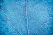 Macro View Of Blue Leaf Veins As Texture And Background. Organic And Natural Pattern.  