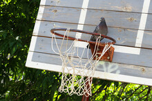 Pigeon And Basketball Hoop, Sport Outdoor Object