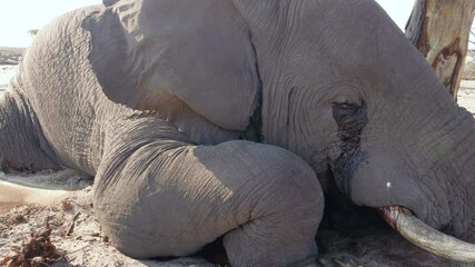 a dead elephant lying on the ground at makgadikgadi pans national park in botswana - close up pannin