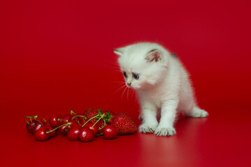 White British kitten and summer berries