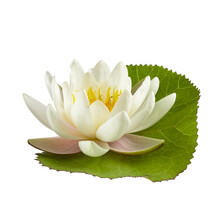 White Water Lily Or Lotus Isolated On White Background