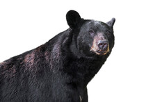 American Black Bear (Ursus Americanus) Close-up Portrait Against White Background