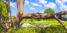 The Trunk Of The Tree Split In Two Under Its Weight, One Part Of It Fell To The Ground And Lies Horizontally. Summer Landscape
