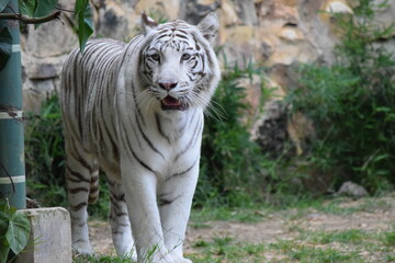 white tiger in the zoo