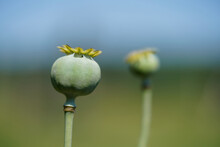 Poppy Seed Head With Green And Blue Background