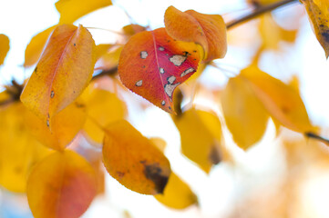 Wall Mural - Red autumn leaves. Pear or Apple tree.