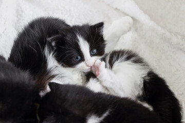 close up of small tuxedo kitten lying with mother cat