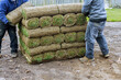 Stack of turf grass rolls for a lawn fresh grass to decorate landscape design