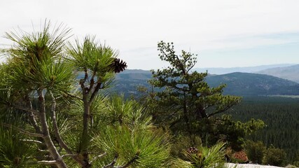 Wall Mural - Pine trees on the eastern slopes of the sierra nevada mountains