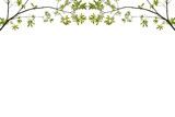 Fototapeta Panele - Green leaves, isolated white background, free space