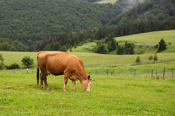 Portrait of cute little cow.  Small cow at the farm. Healthy agriculture. 