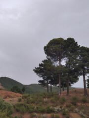 tree in the mountains