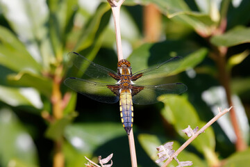 A Broad-bodied Chaser resting on a bracken stem.