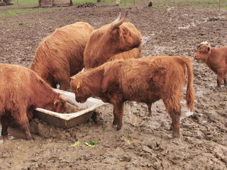 Scottish highland race. Cows graze on a muddy paddock.