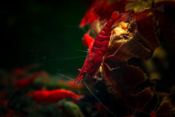 Nice red neocaridina shrimp pets in freshwater aquarium 