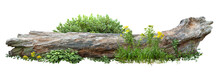 Dead Tree Fallen And Lying On The Ground. Cutout Tree Trunk Surrounded By Flowers. Garden Design Isolated On White Background. Flowering Shrub And Green Plants For Landscaping. Flowerbed.