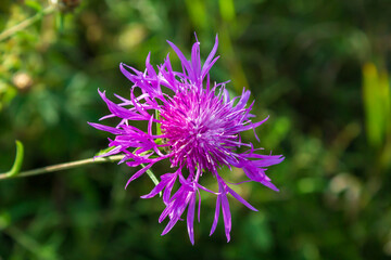 Canvas Print - purple thistle flower