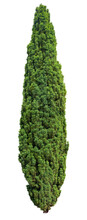 Conifer. Cut Out Pine Tree Isolated On White Background . Cutout Evergreen Tree In Summer. High Quality Clipping Mask For Professional Composition.